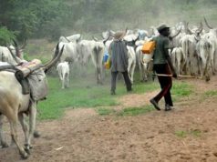 How Fulani Herdsmen Rape Our Women, Daughters, Destroyed Crops Worth N500m – Ogun Community Residents