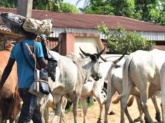Edo Youths Give 14-Day Vacation Notice To Fulani Herdsmen Over Killings
