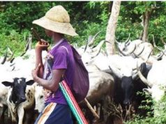 NSCDC News: 50 armed herders arrested in Ekiti, Cross River, Borno