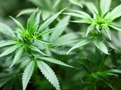 Senate plans cannabis legalisation, to hold forum in Ondo