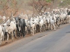 Ondo: Herders flout anti-open grazing law as cow attacks, injures motorcyclist, two others