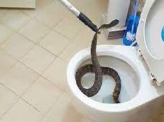 Six ways to ‘prevent’ snakes from getting into water closets, toilet bowls