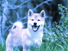 SHIB Jumps 9% As Token Burn Intensifies